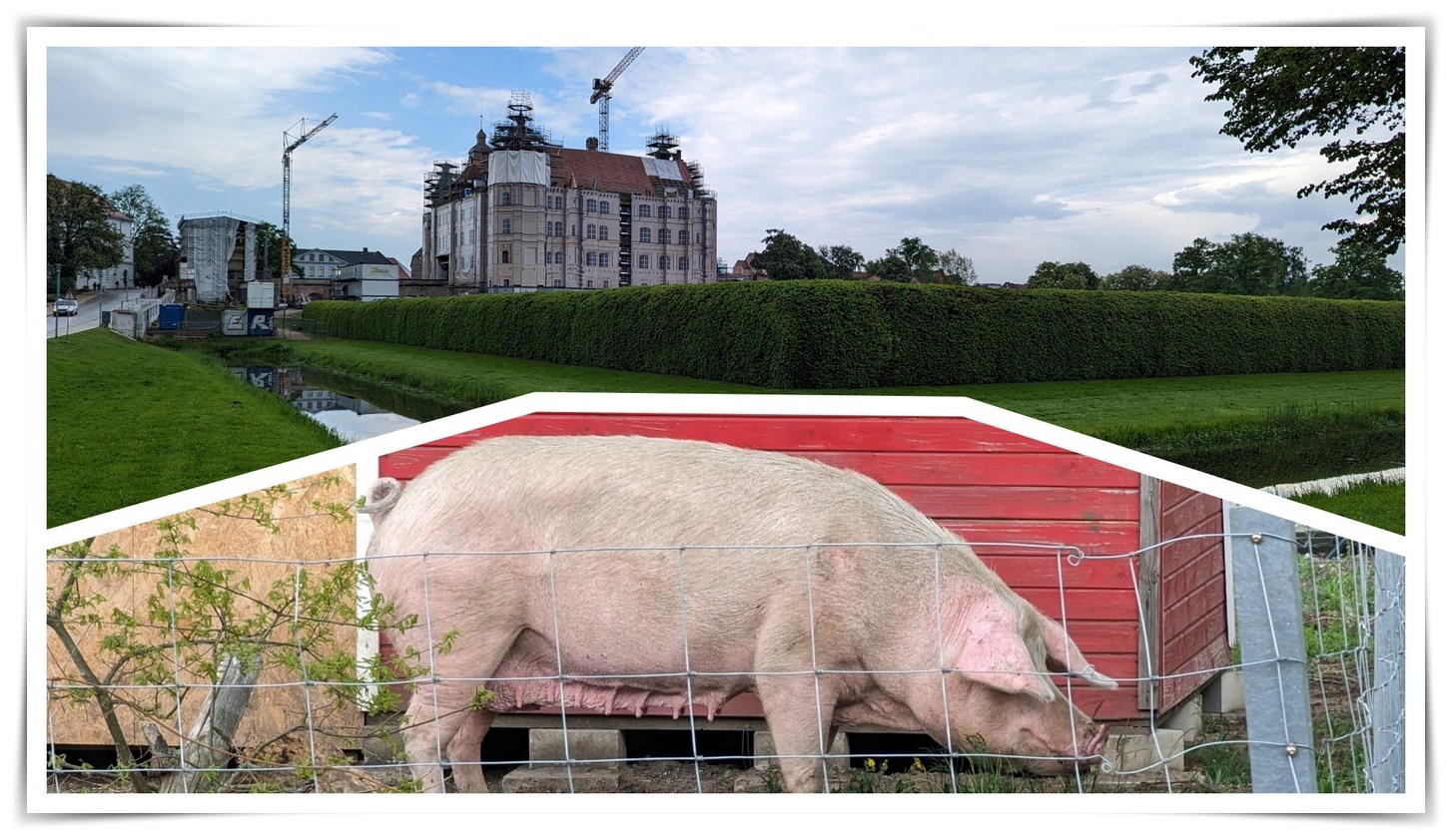Güstrow und Glückssschwein Collage
