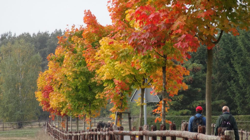 66-Seen Leibsch Halbe