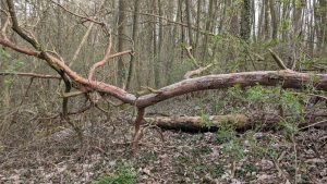 Kloster Neuzelle - Im Fasanenwald