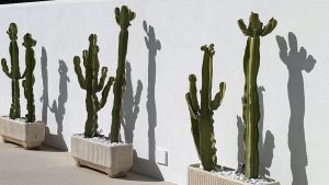 Rätselhafte Kakteen