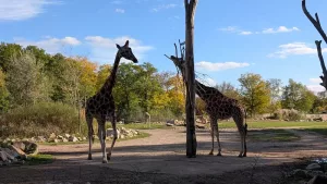 Den Giraffen Auge in Auge gegenüberstehen 