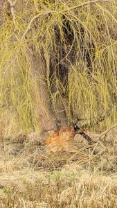 Arme alte Weide - Gefräßige Biber