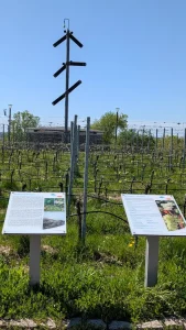 Der Weinberg in Brandenburg: Die Station No 7