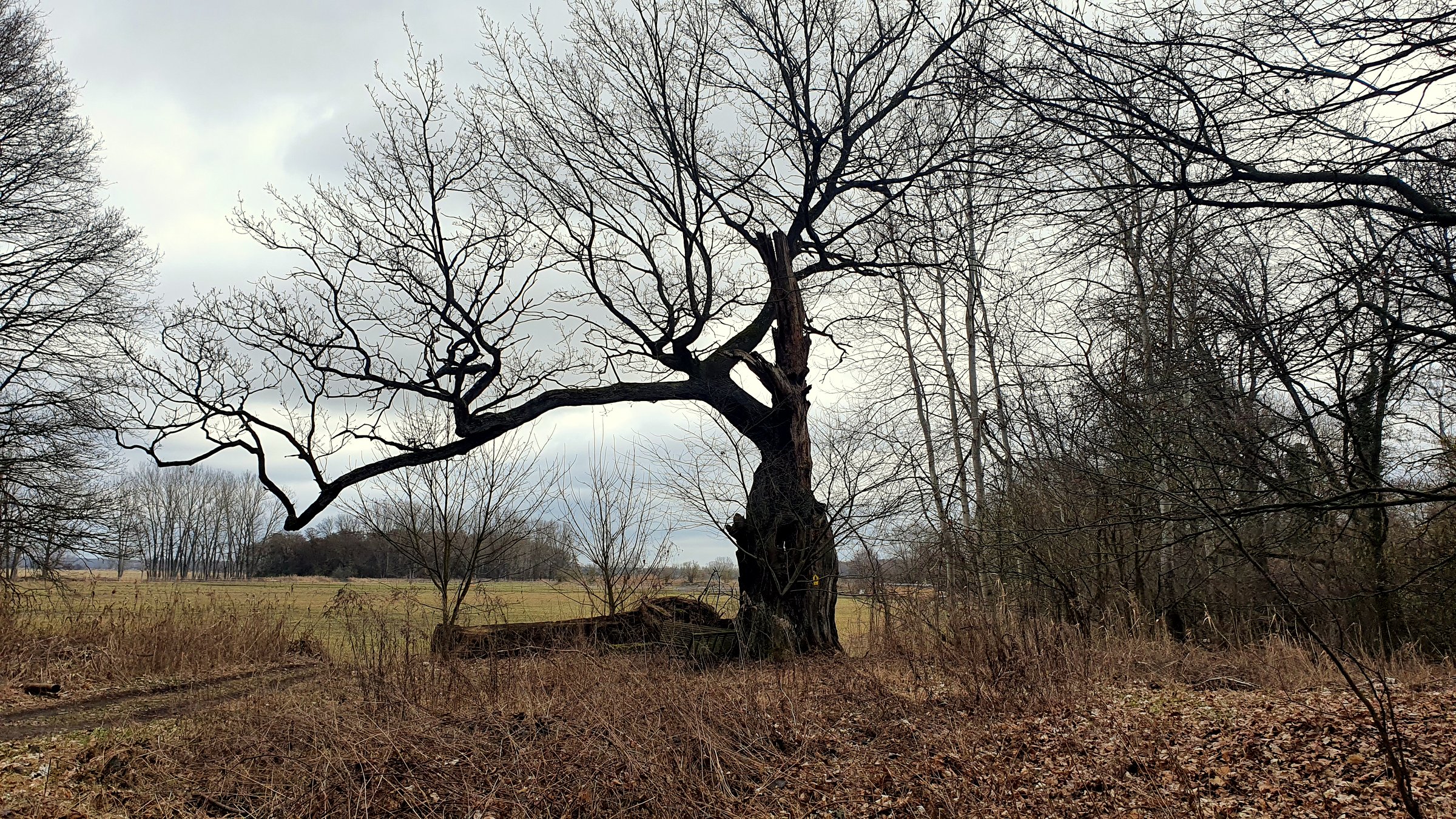 Alter Baum auf dem Weg nach Blankenfelde