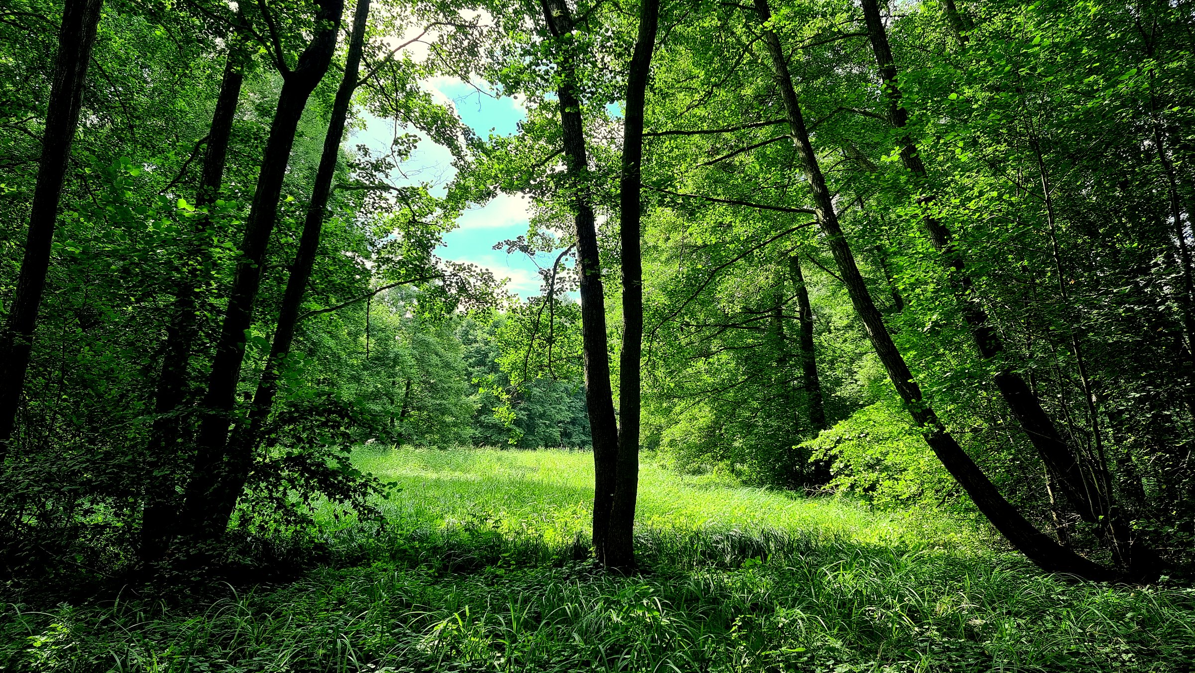 Am Anfang des Erlenbruchs, nörlich von Birkenwerder