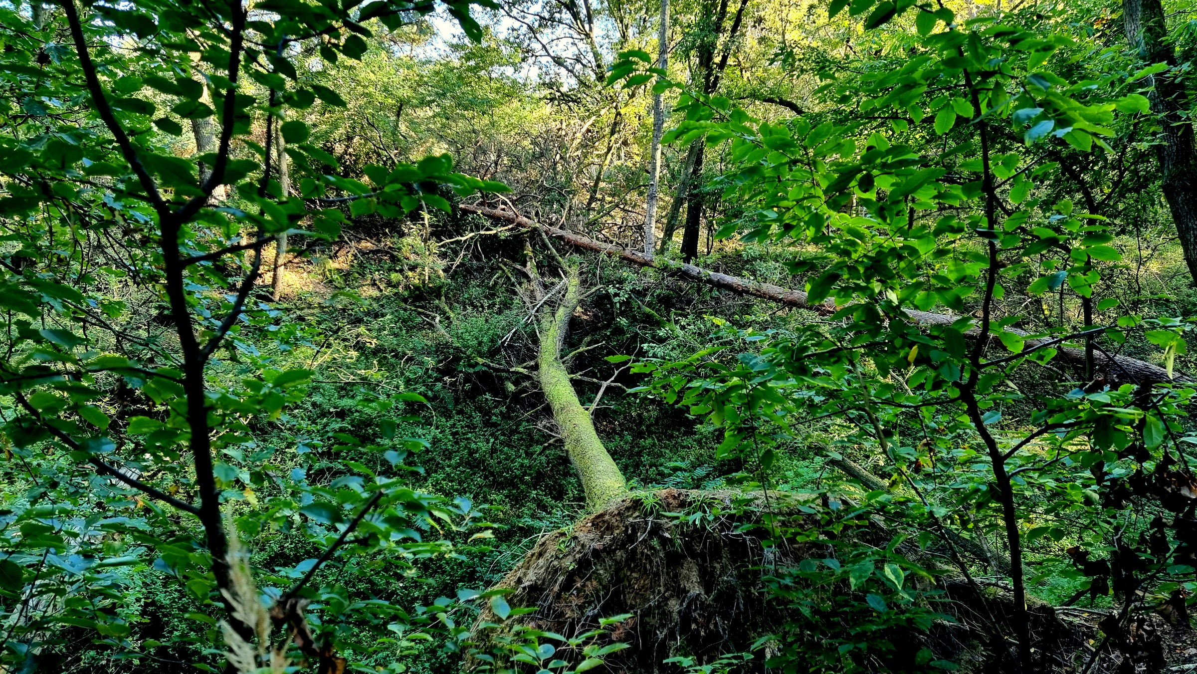 Ein Wald, der sich selbst überlassen ist