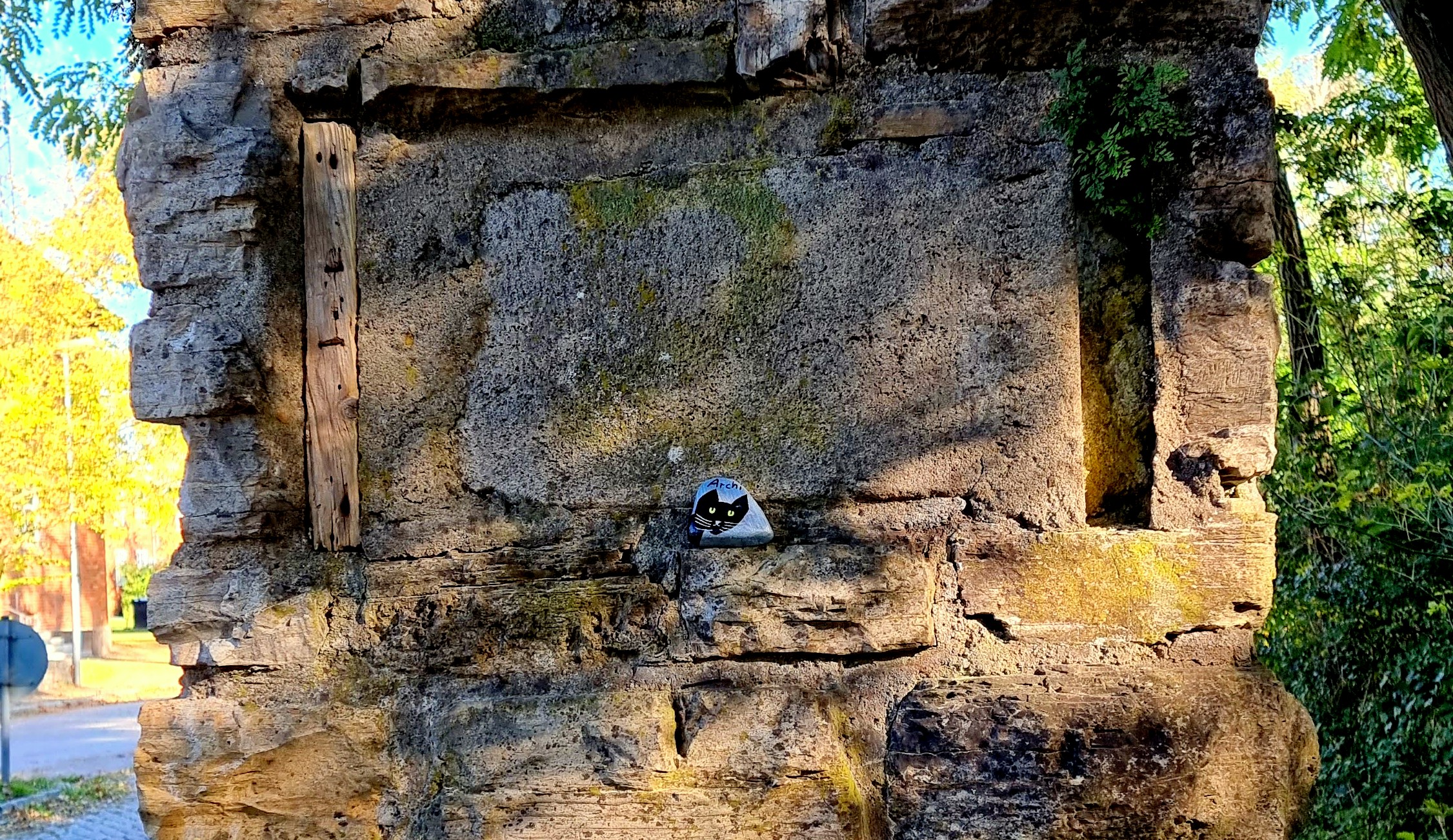 Suchbild, Kätzchen zum Mitnehmen entdeckt