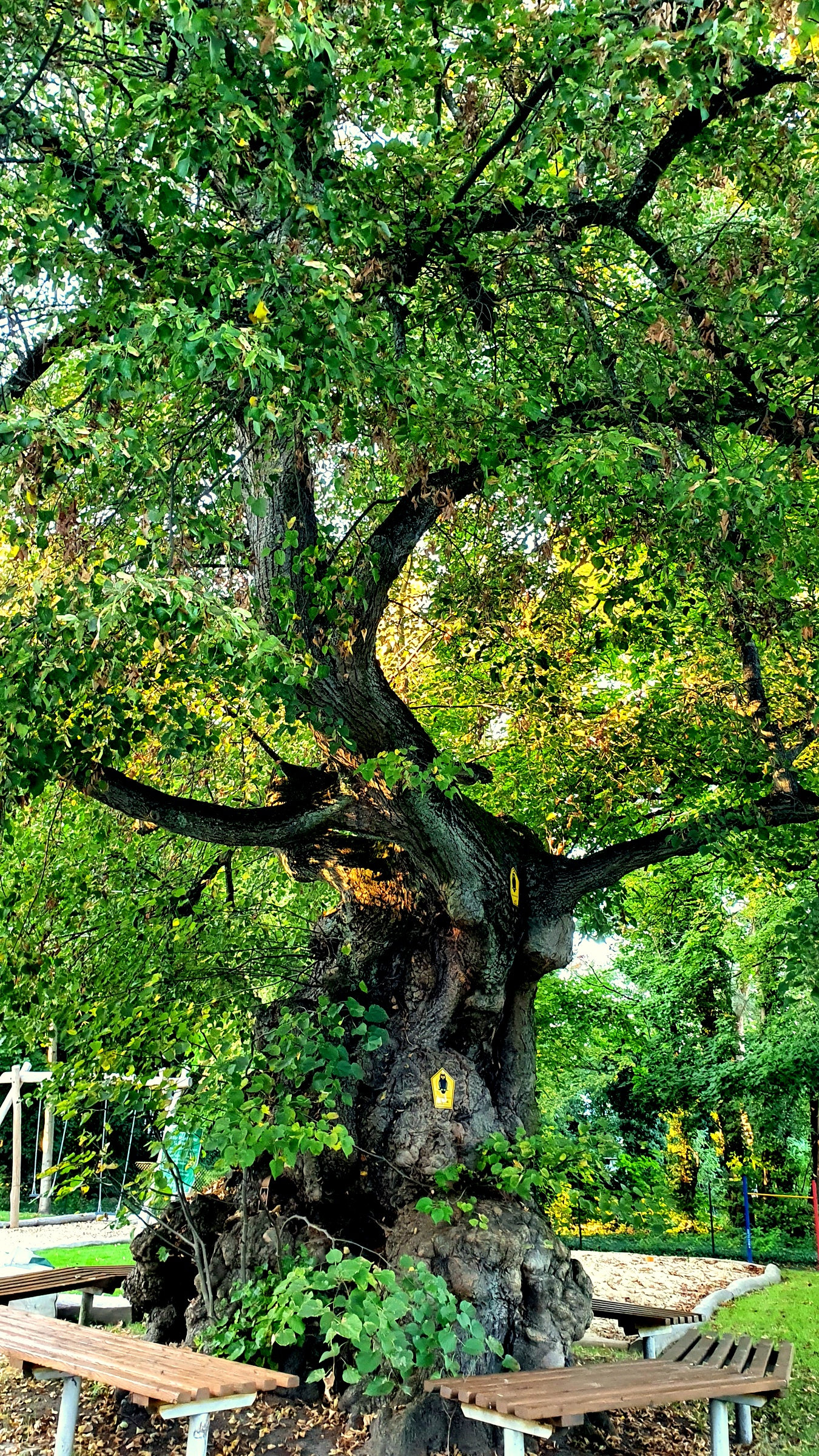 Alter Baum auf Kirchengrund