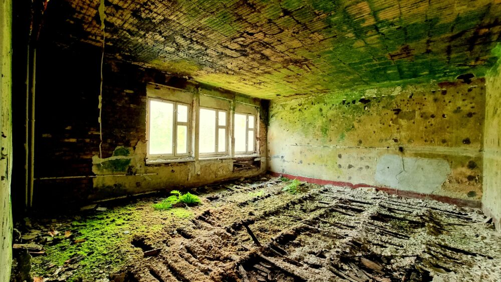 Die Natur holt sich alles zurück