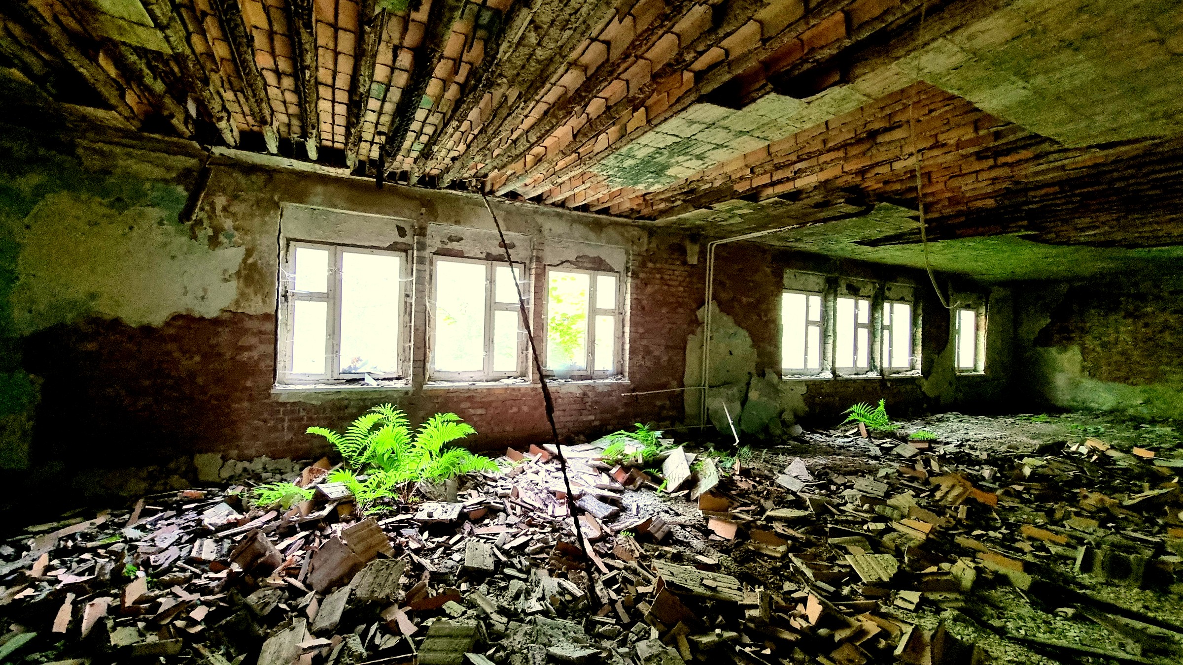 Farne aus dem Schutt