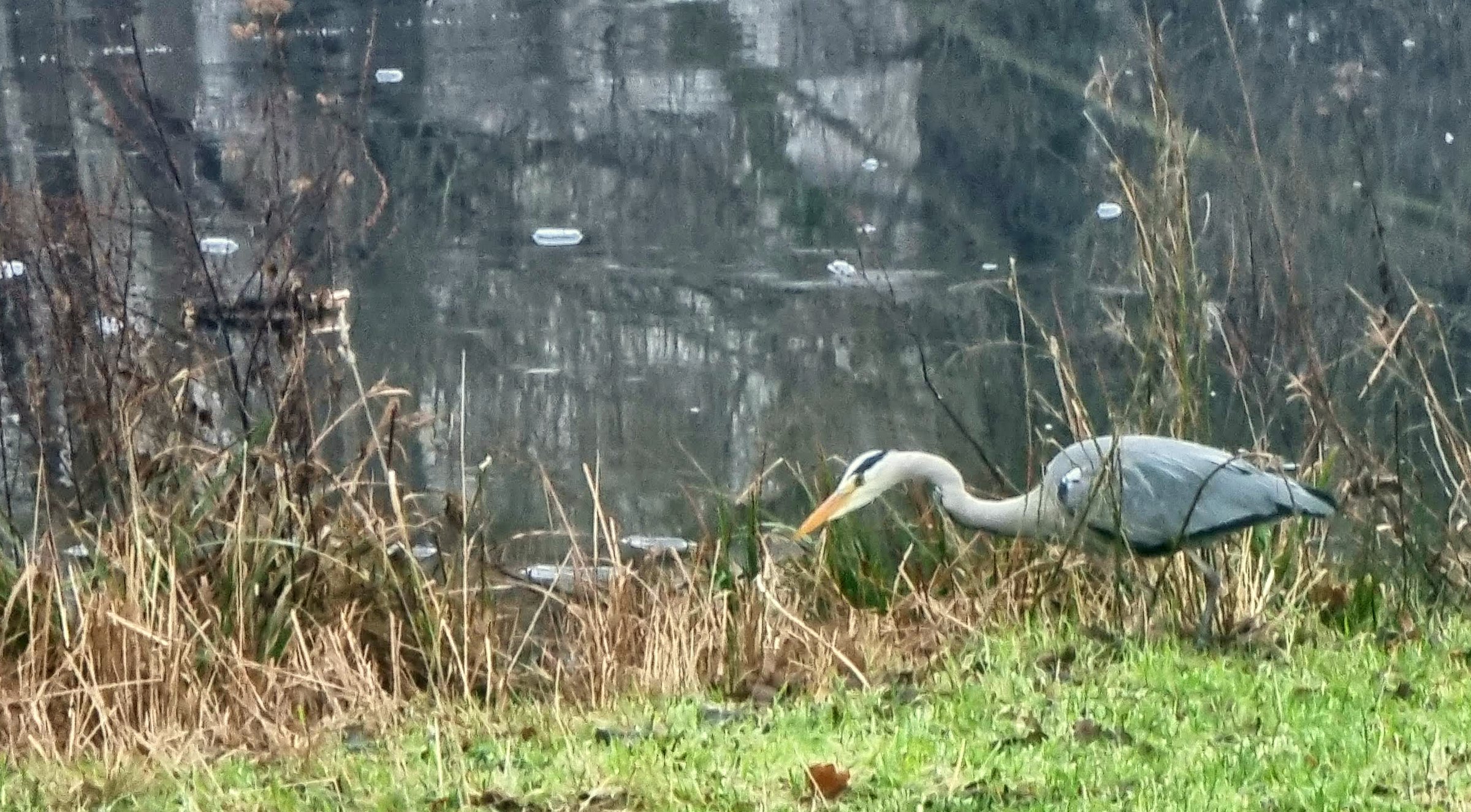 Ein Reiher am Karpfenteich