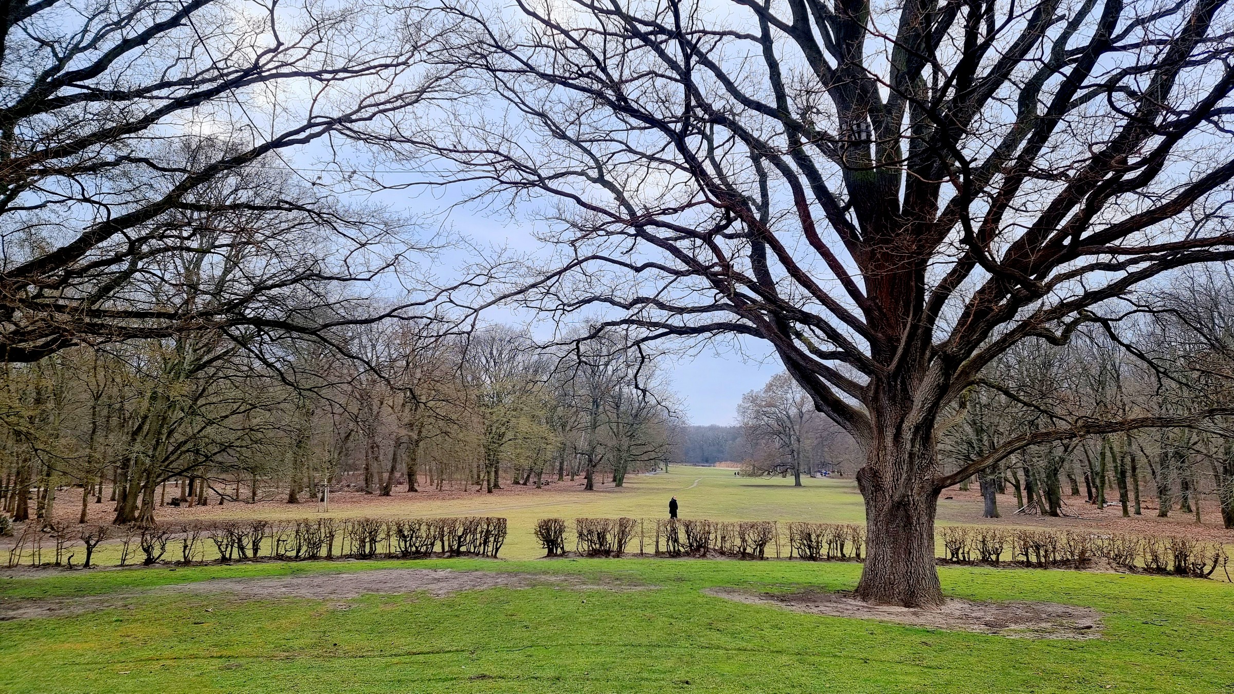 Blick in die Jungfernheide