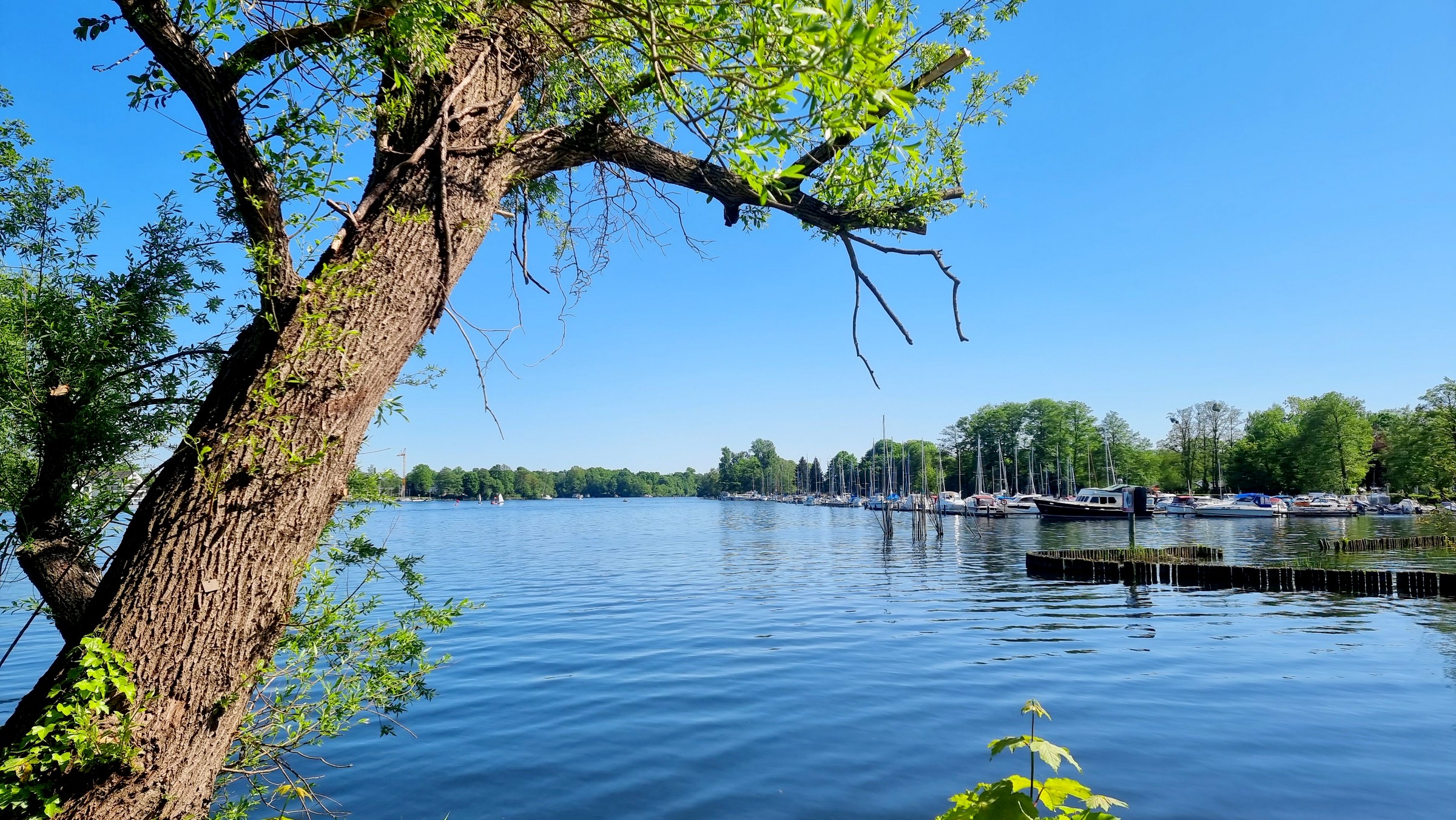 An der Fähre Tegel Ort, Blick auf das Havelufer, Spandau