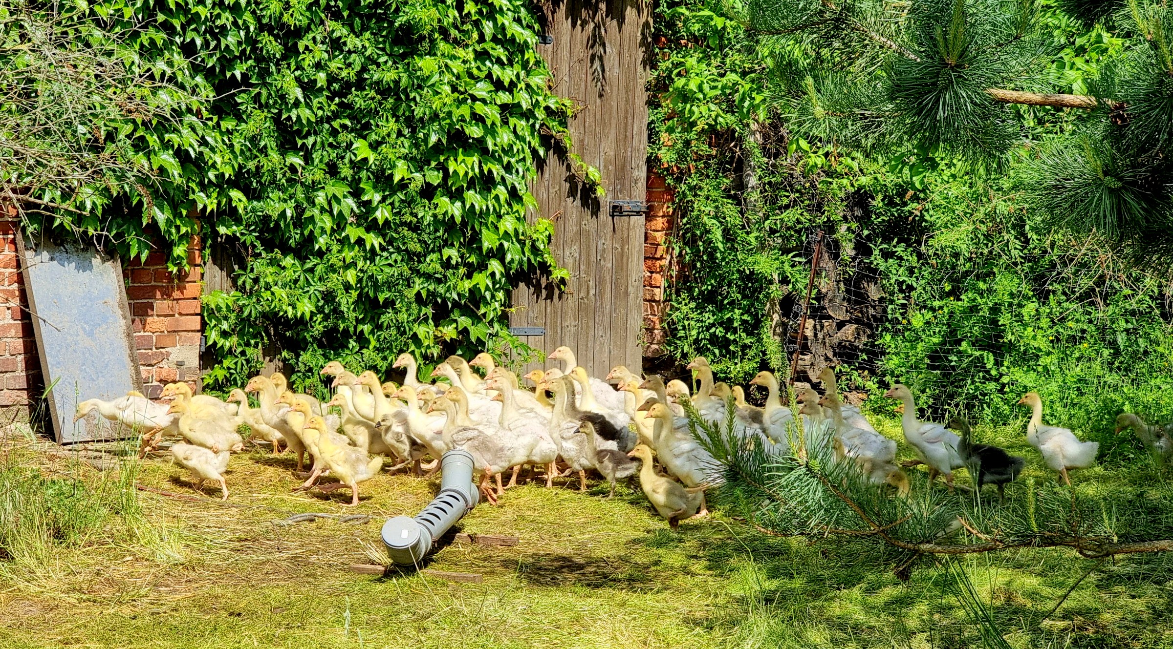 Flüchtende Gänse auf dem Gelände des Ponyhofs