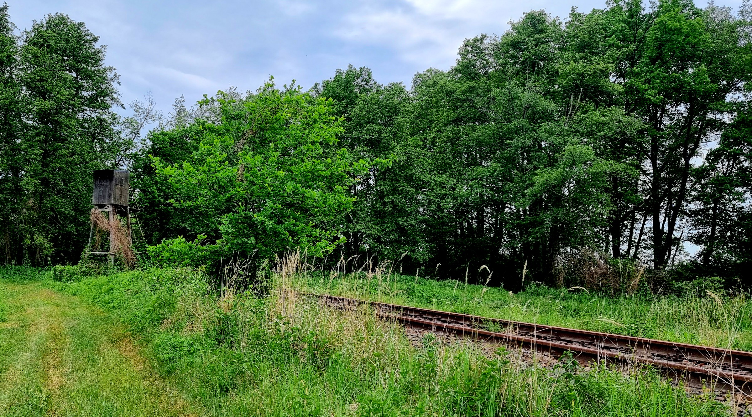 Bahnschienen und Forstpflege