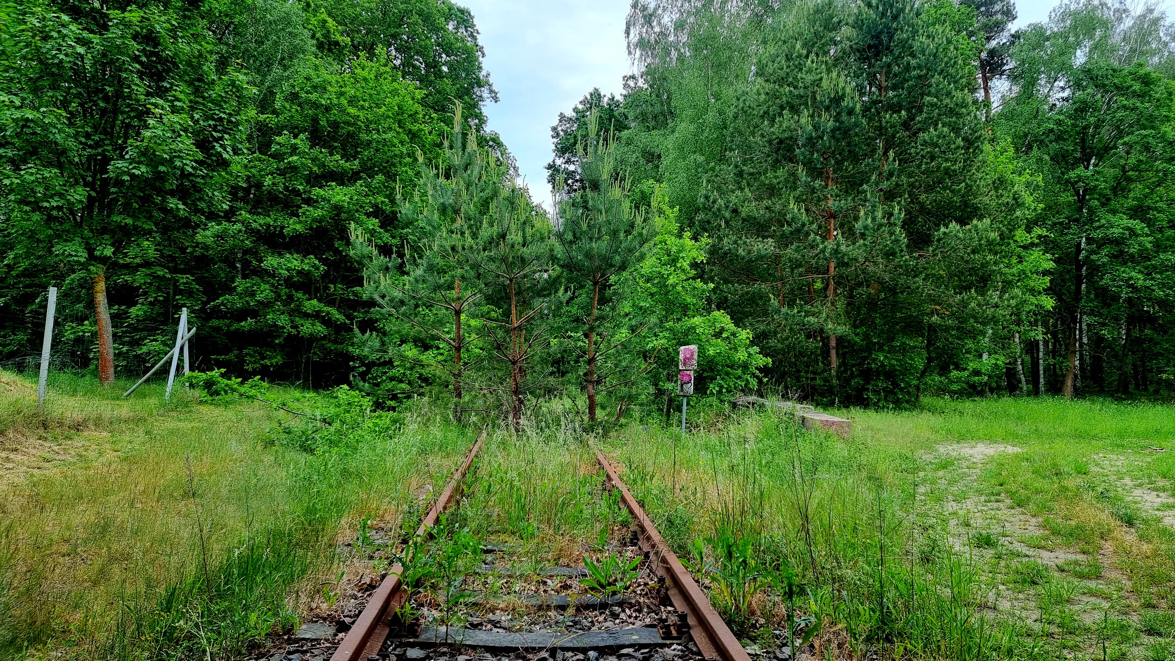 Bäume versperren den Weg, den einst die Ferkeltaxe nahm