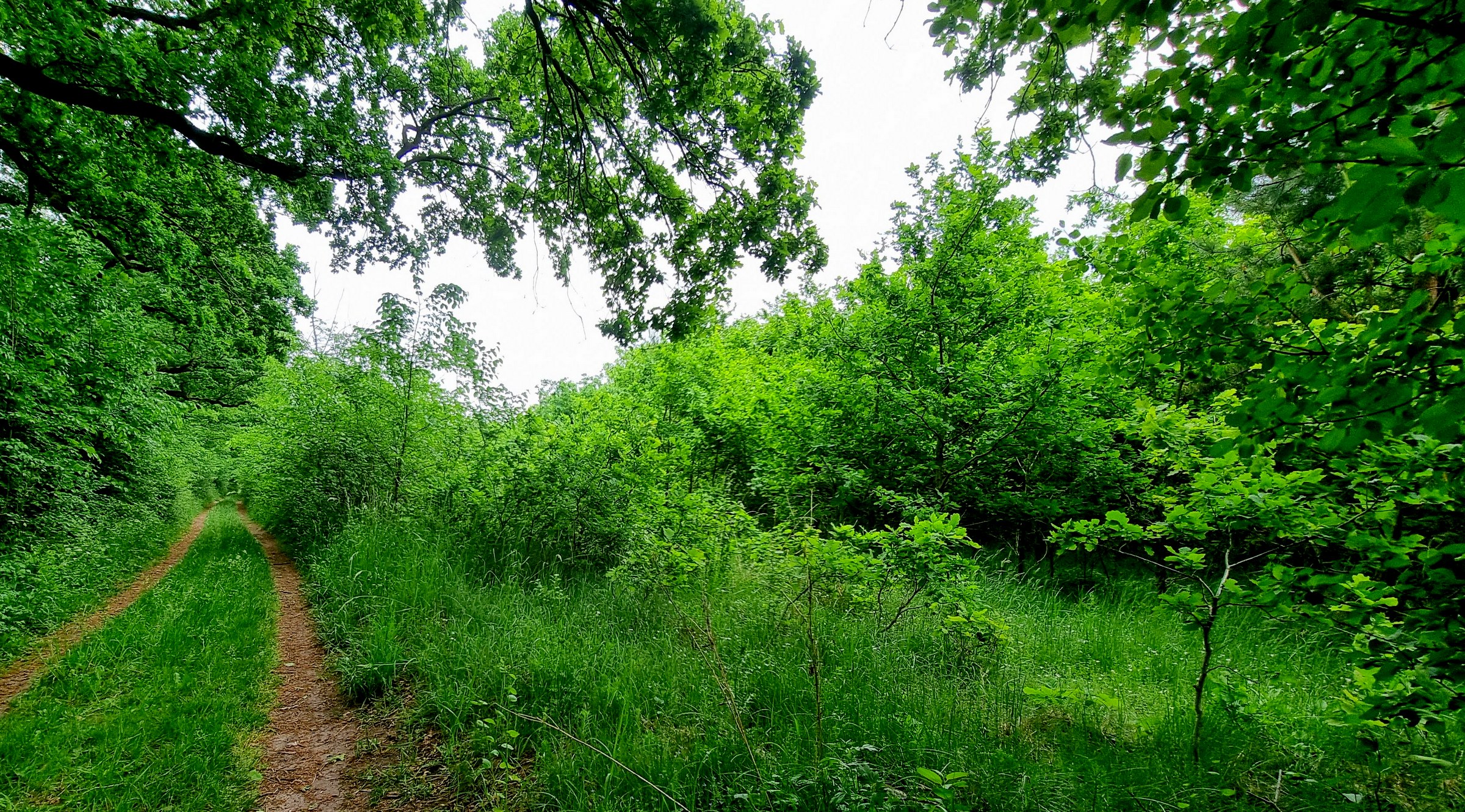 Wirtschaftswege in sattem Grün