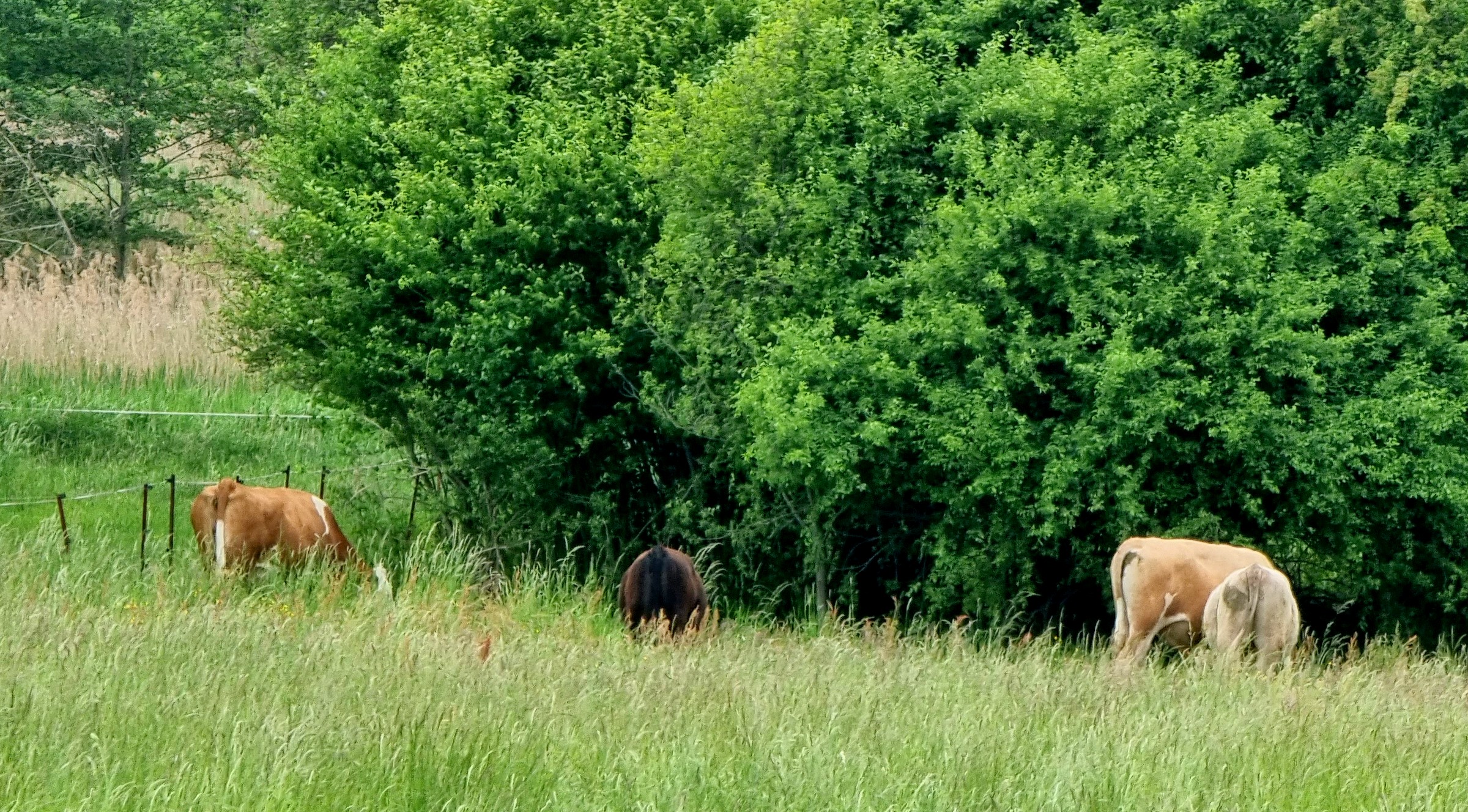 Rinderzucht auf Ponyhof-Gelände