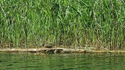 10-210602_Schlachtensee-004