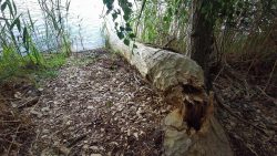 Wanderung nach Sacrow