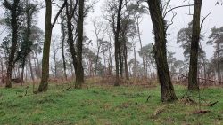 210228_Wanderung_Eiche_Bornstedt_Potsdam-008