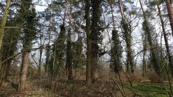 210320 Werder Petzow-054