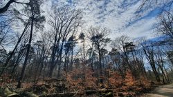 210329 Wanderung Wunderlauch Suche-003