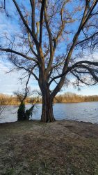 210329 Wanderung Wunderlauch Suche-010