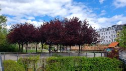 210503_Kirschblueten-008