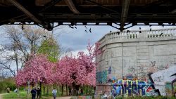 210503_Kirschblueten-011