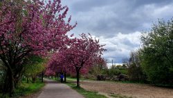 210503_Kirschblueten-012