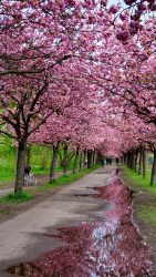 210503_Kirschblueten-013