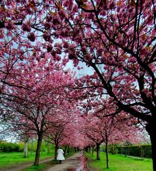 210503_Kirschblueten-014