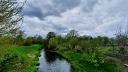 210503_Kirschblueten-017