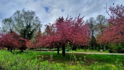 210503_Kirschblueten-018