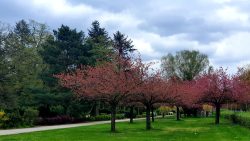 210503_Kirschblueten-019