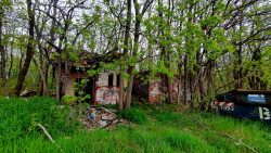 210503_Kirschblueten-020