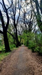 210503_Kirschblueten-024