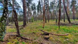 210506_Friedhofsbahn_nach_Stahnsdof-014