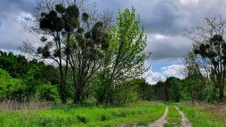 210522_Brieselang-001