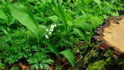 210522_Brieselang-006