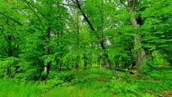 210522_Brieselang-008