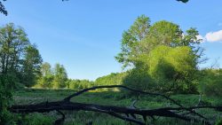 210530_Strausberg-012