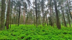 210612_Fuerstenberg-007