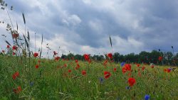 210612_Fuerstenberg-012