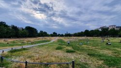 210625_Landwehrkanal-007