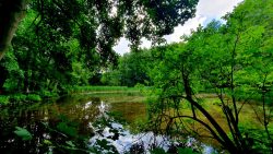 Falkenberg Ortsausgang, Karpfenteich