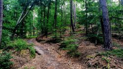 Waldwege kurz hinter Falkenberg, auf dem Weg zum Mierenberg