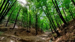 Waldschluchten auf dem Fontaneweg/Oderlandweg