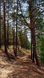 Wanderwege durch Kiefernwälder